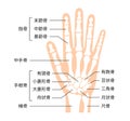Hand bone flat vector illustration human anatomy Royalty Free Stock Photo