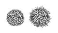 Sea urchin logo. Isolated sea urchin on white background. Trepang
