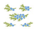 Juniper berries logo. Isolated Juniper berries on white background