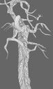 B&W decorative illustration of pine tree. Snag, standing dead tree. Raised bog pine.