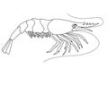 Shrimp - a small marine crustacean living underwater - a vector linear picture for coloring. An animal from the ocean is a shrimp.