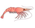 Shrimp - a small marine crustacean living underwater - a vector full-color picture in a cartoon style. An animal from the ocean