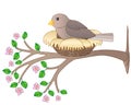 A bird sits in a nest on a flowering spring branch - vector full color picture. A small bird - a sparrow hatches eggs in a cozy ne