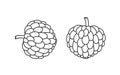 Custard apple outline. Isolated custard apple on white background