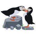 Atlantic puffins. Vector image on a white background