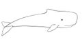 Whale. Sperm whale - a huge animal from the ocean - vector linear picture for coloring. Sperm whale is a marine mammal living in Royalty Free Stock Photo