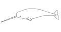 Narwhal - marine mammal - vector linear picture for coloring. A male narwhal with a long tusk is an underwater animal
