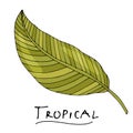 A tropical or forest leaf with many shades of green, oval acute or ovoid type with cuts. Isolated on a white background.