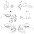 Birds - a set of sitting on flowering branches - vector linear pictures for coloring. Birds, nests with chicks and eggs