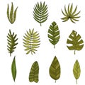 Set tropical or forest leaves with many shades of green, oval or ovoid type with cuts.