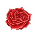 Red rose cartoon detailed realistic vector illustration design. Royalty Free Stock Photo
