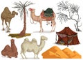 Camels in different poses, sand dune of desert, nomad tent, dried and palm tree. Collection scenery design elements. Isolated obje