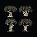 Olive trees illustration