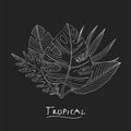 Poster with hand drawn tropical or forest leaves of white skeich on a black chalkboard background, oval or ovoid type