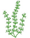 River and aquarium water plant - hornwort or CeratophÃÂ½llum. Bush of a freshwater plant, algae - vector full color picture.