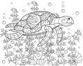 Turtle swimming among algae, shells and bulbs - vector linear horizontal coloring page. Coloring book picture underwater world - s