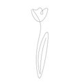 Flower tulip line drawing vector illustration