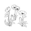Coloring. Pencil-drawn poppies. Botanical drawing of poppies, buds, leaves.
