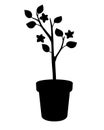 Silhouette of a plant - seedling in a pot. Small tree in flower pots - vector black silhouette for logo or pictogram. Sign or icon