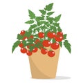 Potted tomatoes in a pot.