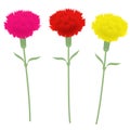 Three carnations. Isolated vector image on a white background. Royalty Free Stock Photo