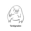 Tardigrades simple outline vector illustration.