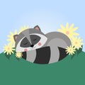 Cute sleeping raccoon in flowers. North American raccoon, native mammal.