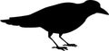 Silhouette of illustrated black crow leaning down to ground