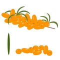 Sea-buckthorn. Isolated vector color image of sea buckthorn berries