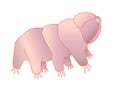 Tardigrades - vector full color picture with a microscopic animal. Tardigrades or small water bears are very small invertebrates.