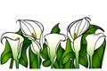 Calla lilies with large green leaves - vector full color picture. Garden flowers - white calla lilies. Gardening Royalty Free Stock Photo