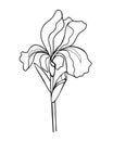 Iris flower with a bud, stem and leaf - linear vector illustration for coloring. Iris - a garden plant - an element for a coloring