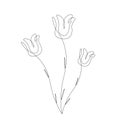 Roses flowers silhouette line drawing vector illustration Royalty Free Stock Photo