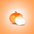 Realistic Vegetable onion and cut is isolated on background.Vector illustration.