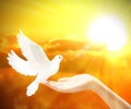 Freedom, peace and spirituality pigeon, white dove on orage sky