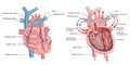 Human heart structure