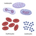Blood leukocytes, erythrocytes