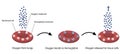 Vector illustration of Oxygen and hemoglobin.