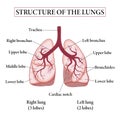 Medical structure of the lungs. Structure of the lungs.