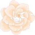 Realistic gardenia flower template in pastel cream color. Vector illustration