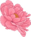 Realistic pink peony flower template. Colorful chinese rose vector illustration Royalty Free Stock Photo