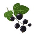 Black currant isolated on white background.