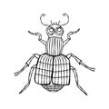 Burying beetle - vector illustration