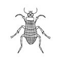 Burying beetle - vector illustration