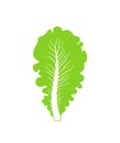 Romaine lettuce logo. Isolated lettuce on white background