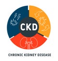 CKD - Chronic Kidney Disease acronym, medical concept background.