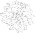 Realistic dahlia flower template. Cartoon peony vector illustration in black and white