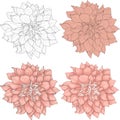 Realistic dahlia flower template set. Cartoon colorful peony vector illustration in color and black and white