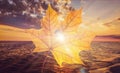 Love autumn background, heart shape leaf over sunset