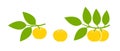 Yuzu fruit logo. Isolated yuzu fruit on white background